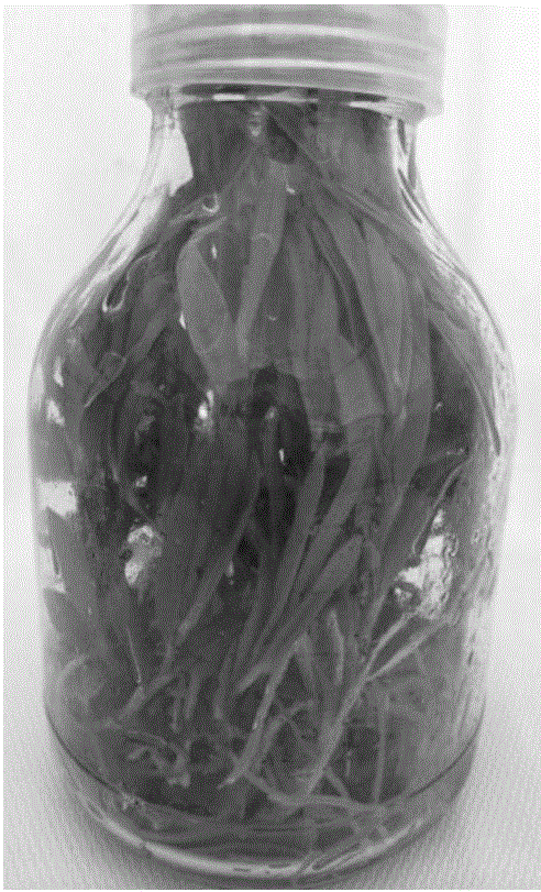 Culture media for promoting induction and rooting of cluster buds of dendrobium candidum and culture method by using rare earth elements