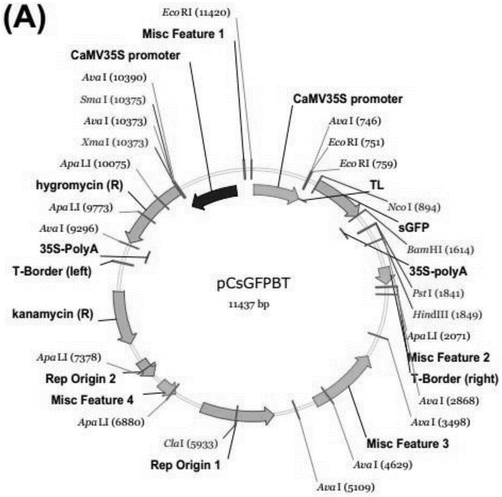 Application of corn ZmGolS2 gene in improving drought resistance, high temperature resistance and salt resistance capability of plants