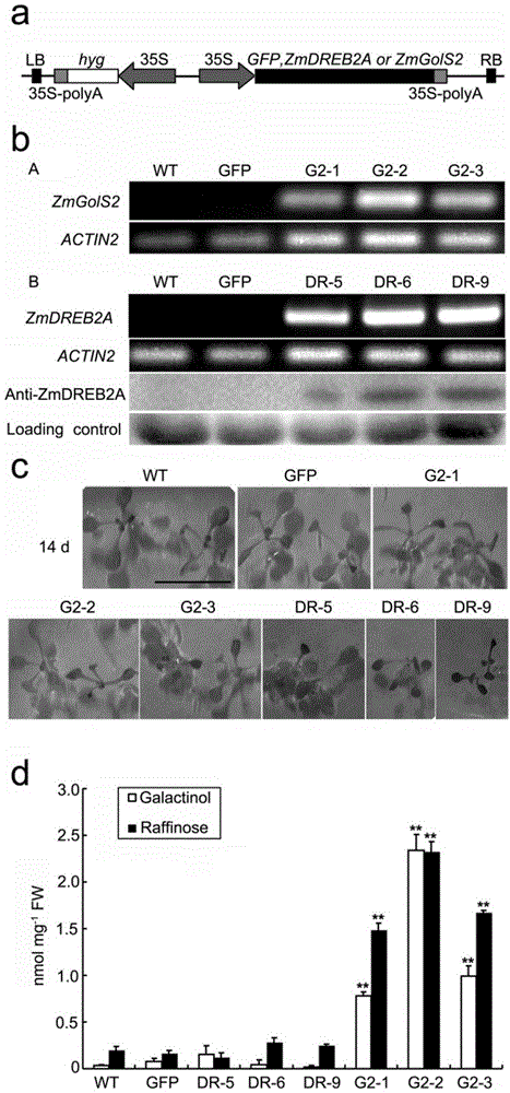 Application of corn ZmGolS2 gene in improving drought resistance, high temperature resistance and salt resistance capability of plants