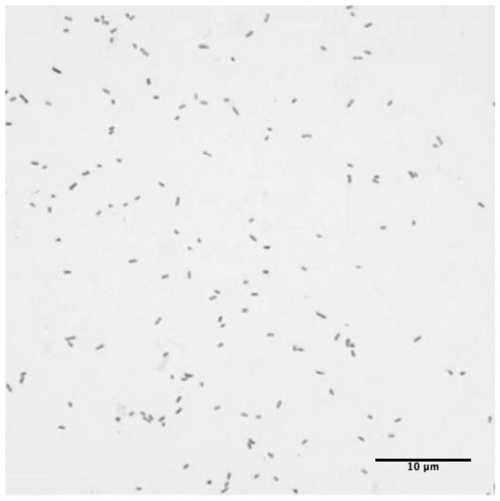 A strain xn-k13 resistant to environmental stress and its application