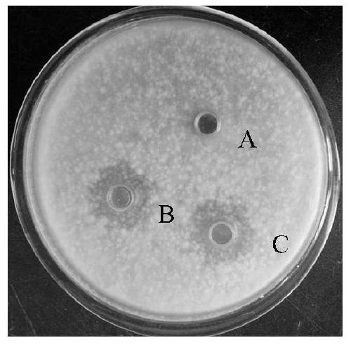 A kind of biological fungicide and preparation method thereof