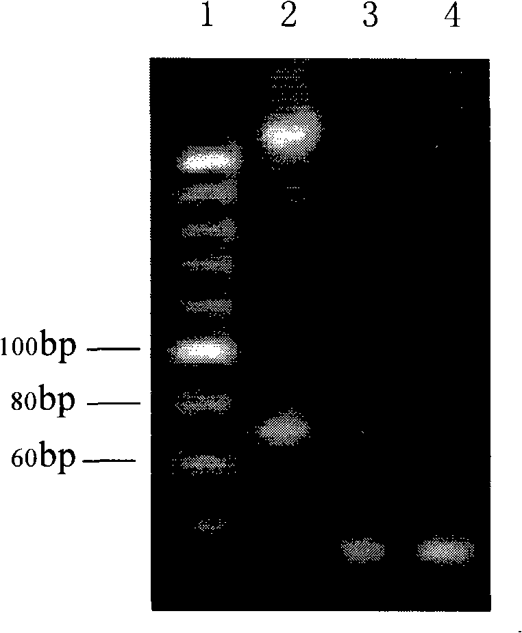 Method for extracting DNA from deep process type traditional Chinese medicine or traditional Chinese medicinal materials