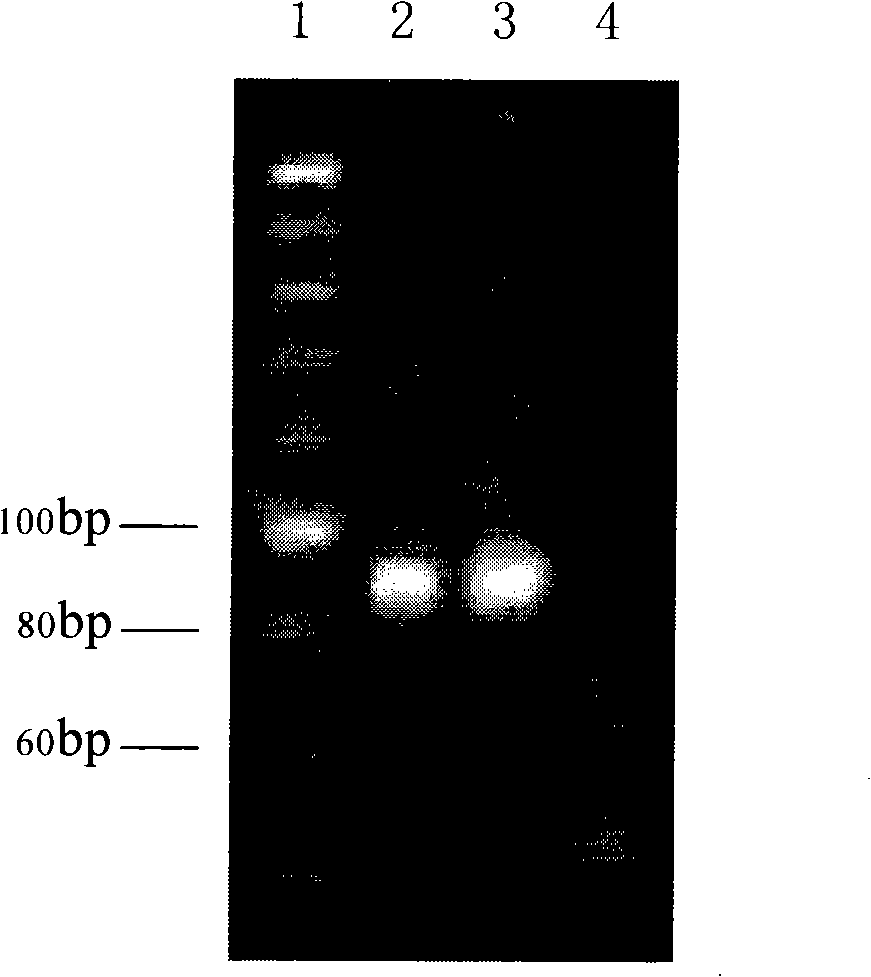 Method for extracting DNA from deep process type traditional Chinese medicine or traditional Chinese medicinal materials