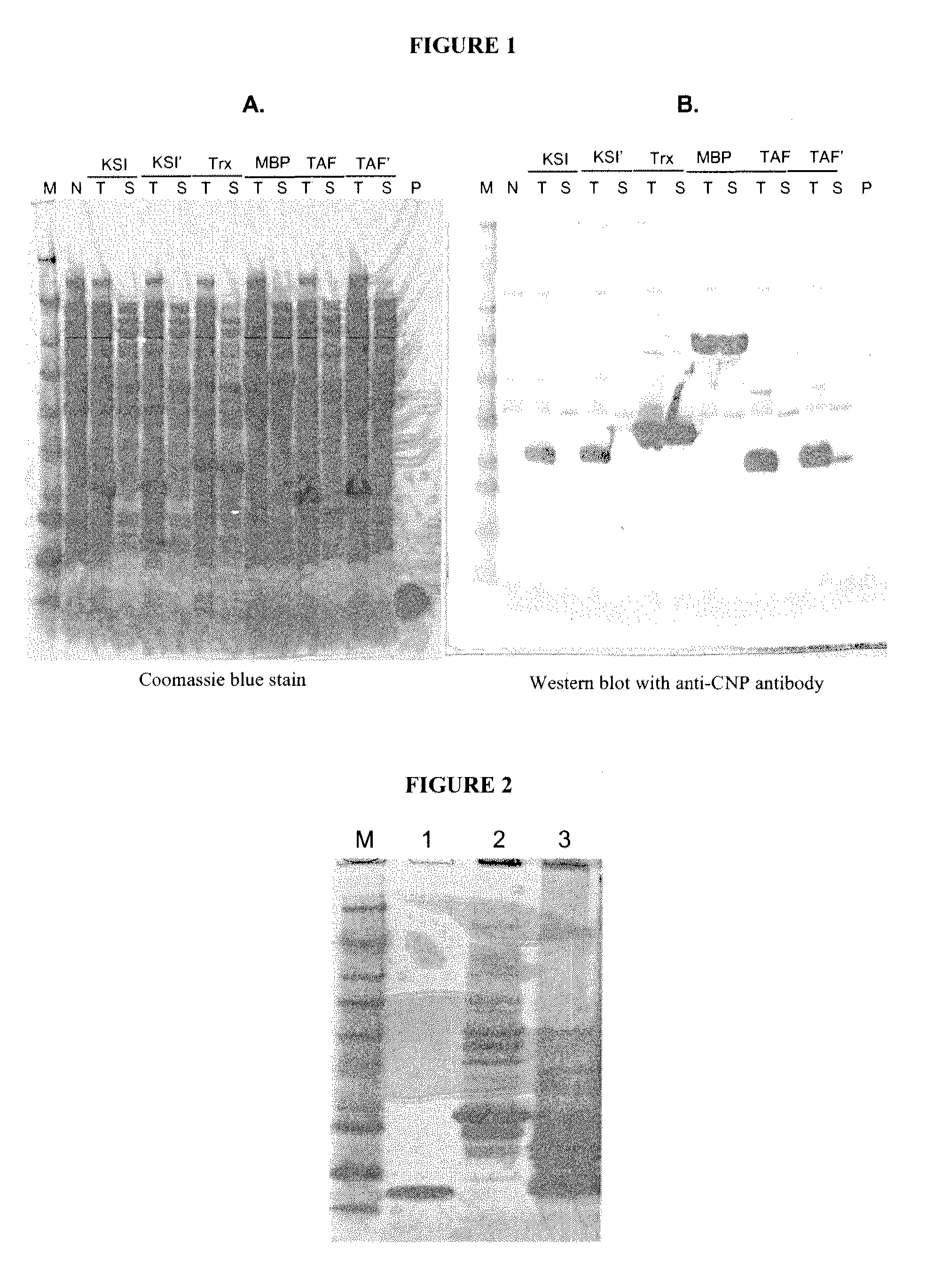 Variants of C-type natriuretic peptide