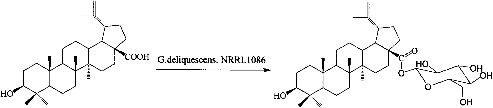 Preparation method of betulinic acid 28-O-beta-D-glucopyranoside and use of betulinic acid 28-O-beta-D-glucopyranoside