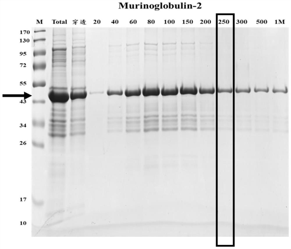 New echinococcosis antigen Murinoglobulin-2 protein