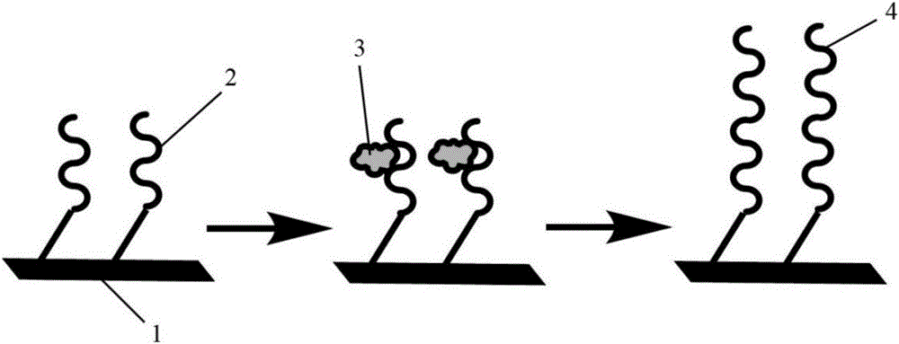 Telomerase activity testing system based on SPR technology