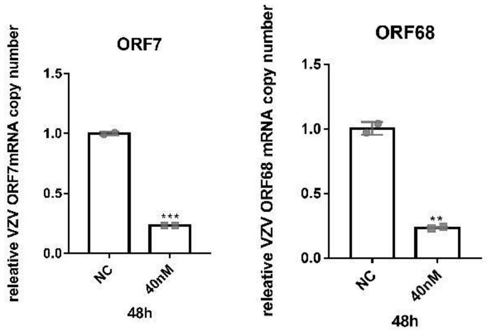 Anti-varicella-zoster virus siRNAs and application thereof