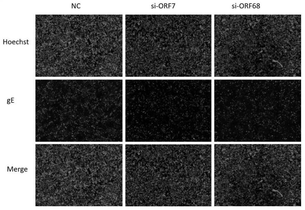 Anti-varicella-zoster virus siRNAs and application thereof