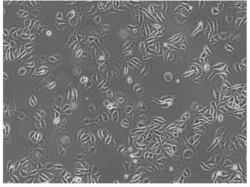 Liver stem cell culture medium and culture method