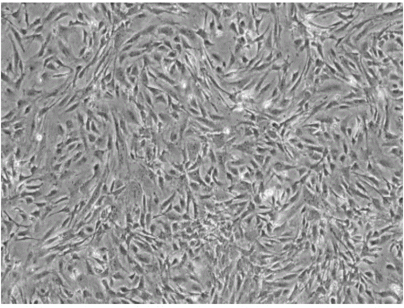 Liver stem cell culture medium and culture method