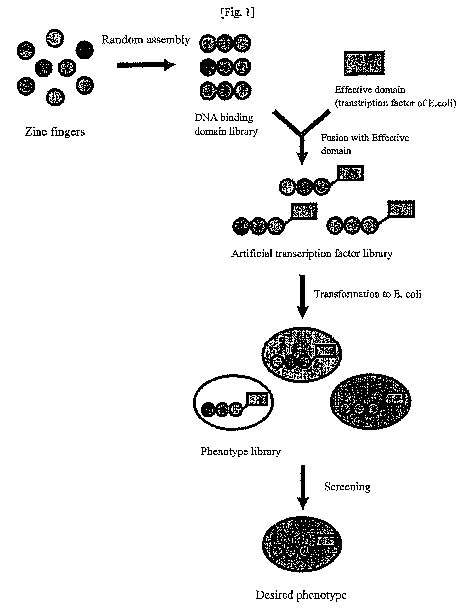 Preparation of an artificial transcription factor comprising zinc finger protein and transcription factor of prokaryote, and a use thereof