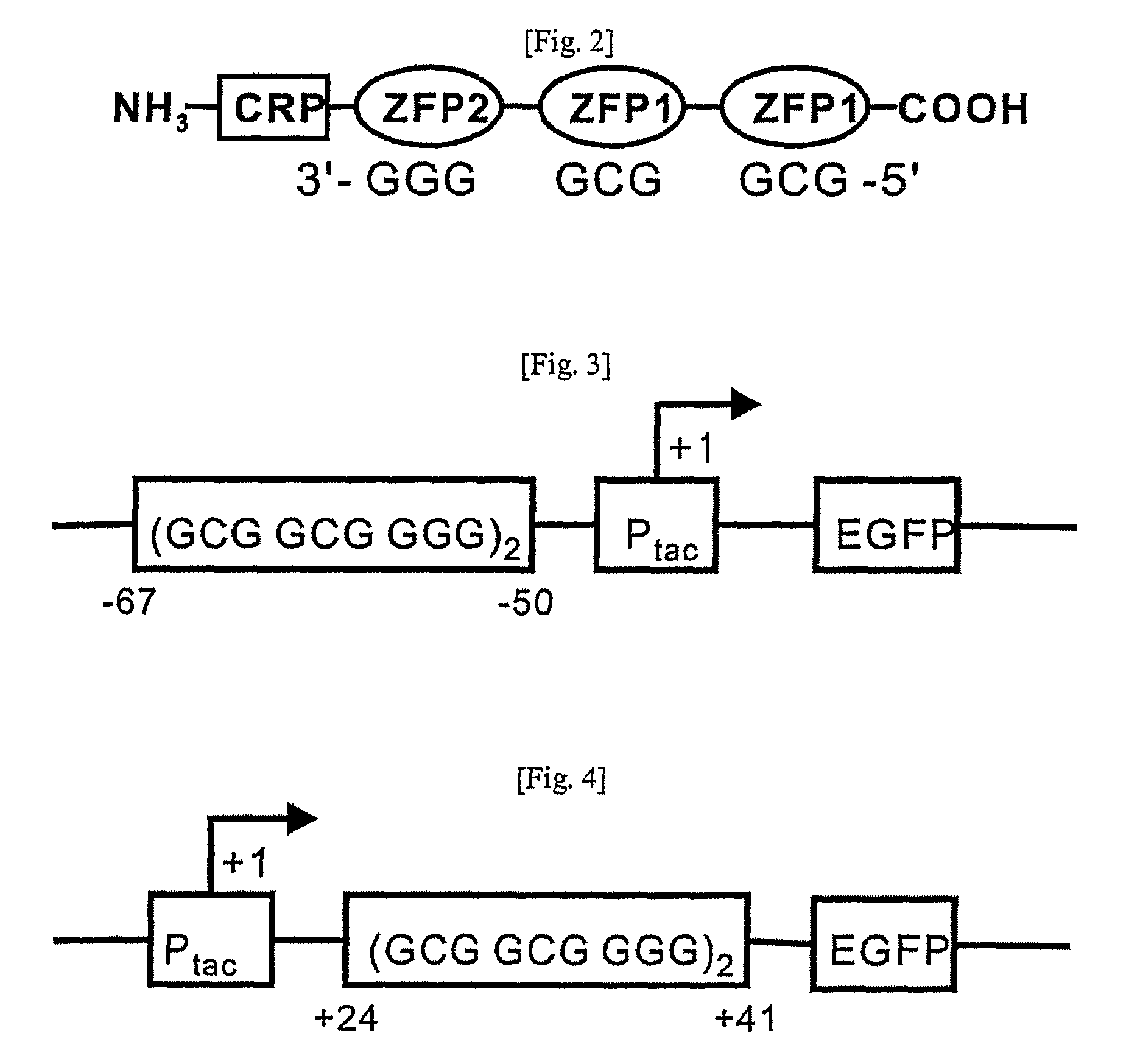 Preparation of an artificial transcription factor comprising zinc finger protein and transcription factor of prokaryote, and a use thereof