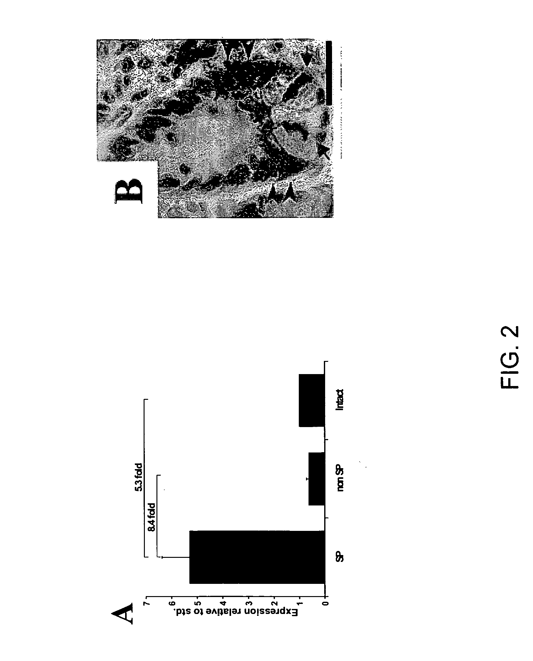 Gastrointestinal stem cells and uses thereof