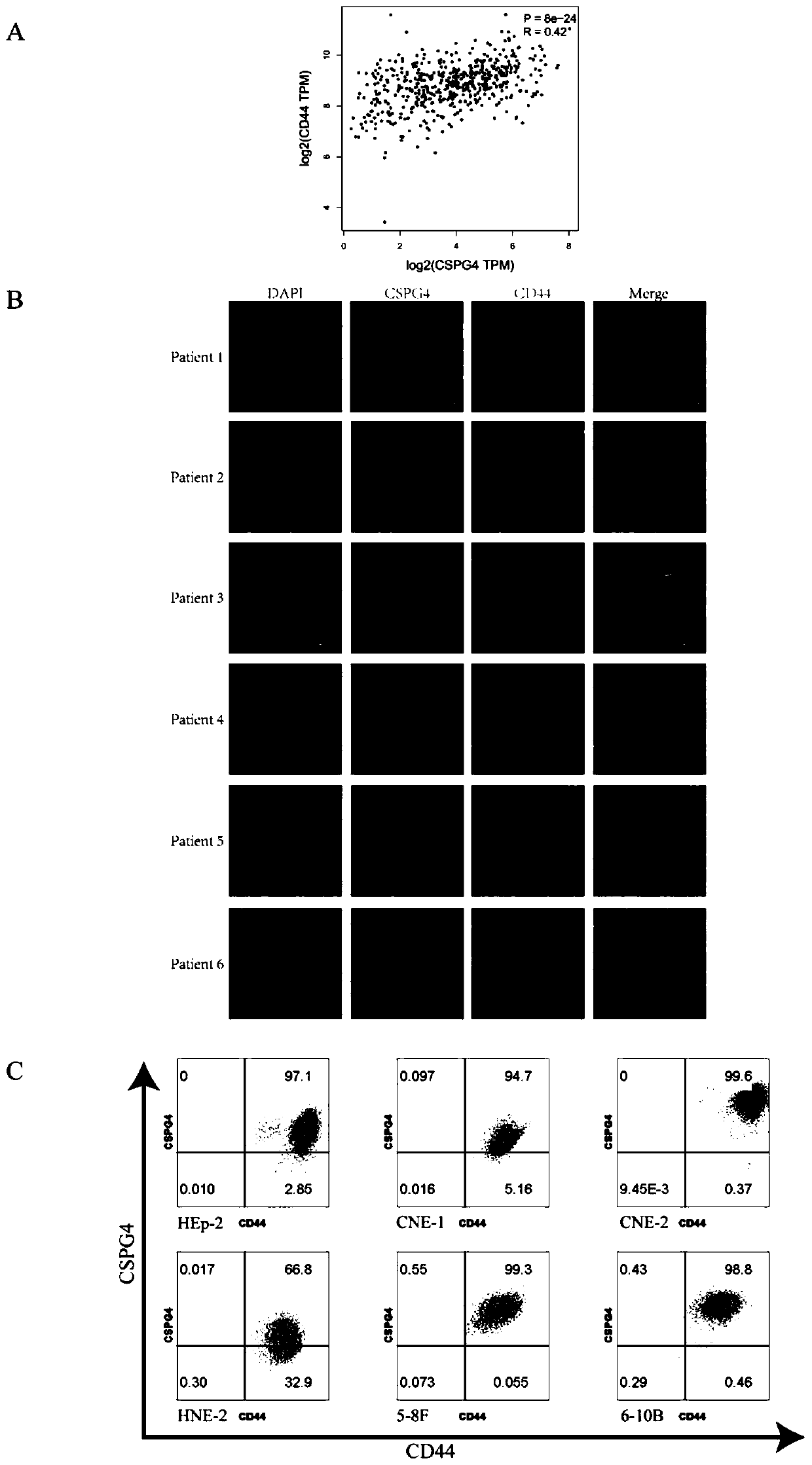 T lymphocyte of chimeric chondroitin sulfate proteoglycan 4 receptor as well as preparation method and application of T lymphocyte