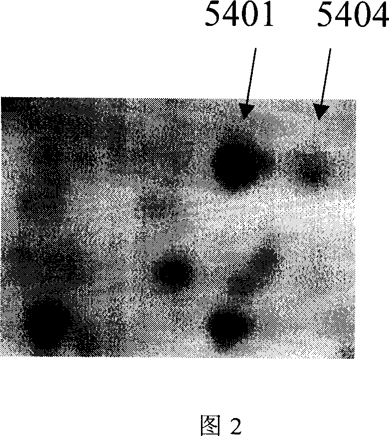 Aminoacylase 1 and application for examining liver cancer by antibody of same