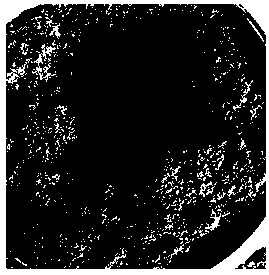 Comprehensive utilization method for folium eucommiae and cortex eucommiae