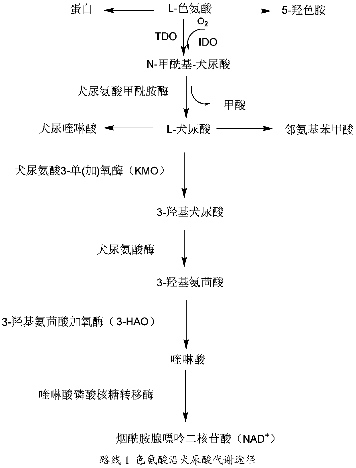 Use of azatryptamine derivatives as ido1 and/or tdo inhibitors