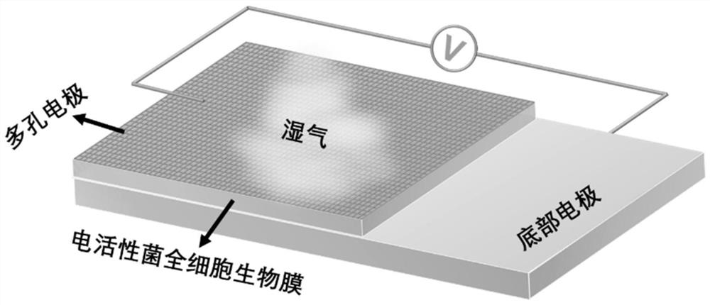 Electroactive bacterium whole-cell moisture power generation device and application thereof