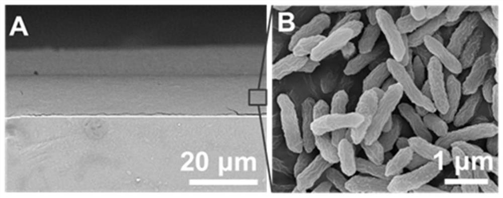 Electroactive bacterium whole-cell moisture power generation device and application thereof