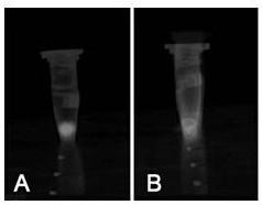 Nano probe for biological micro-area and photothermal therapy and synthesis method and detection method thereof