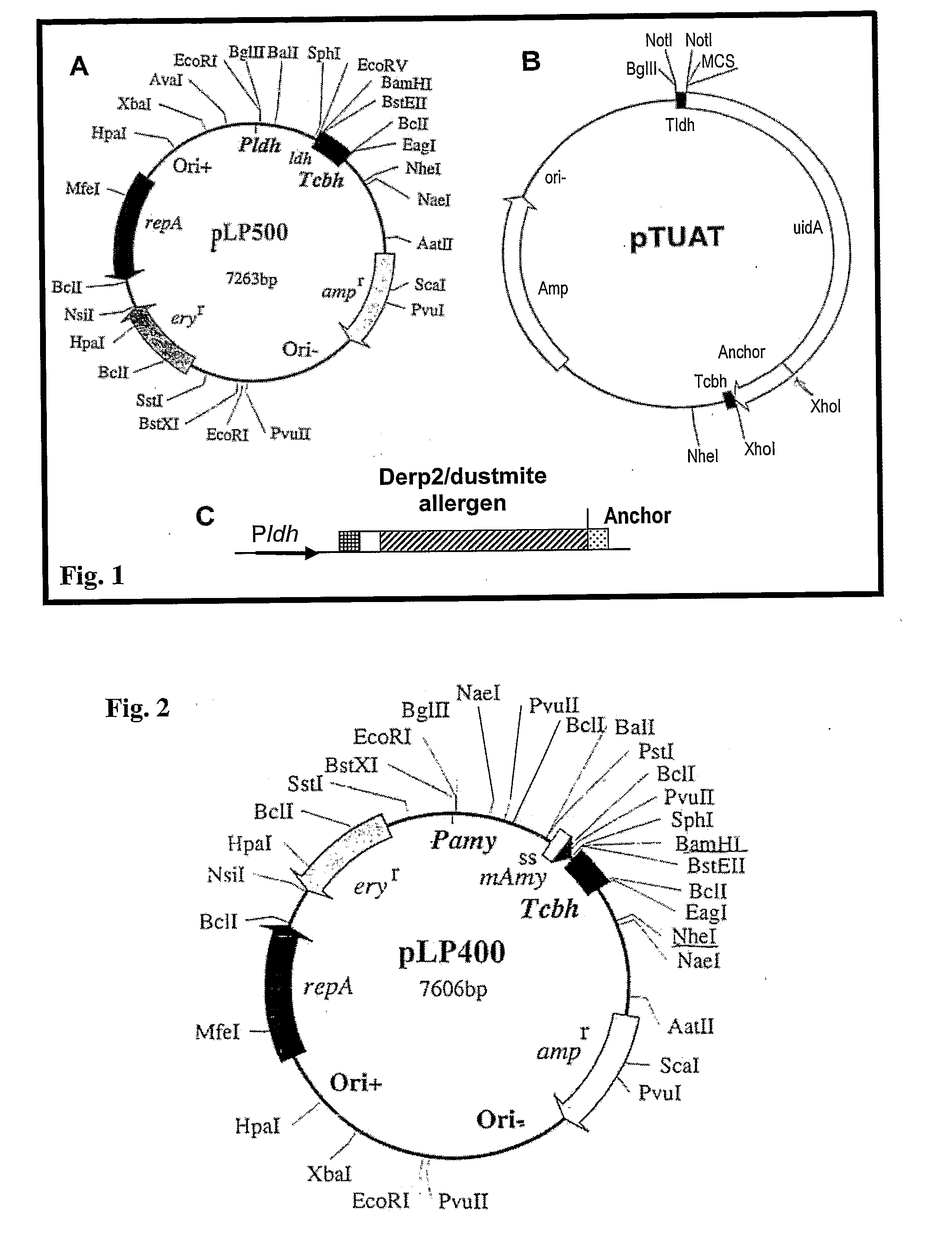 Recombinant lactobacillus and use of the same