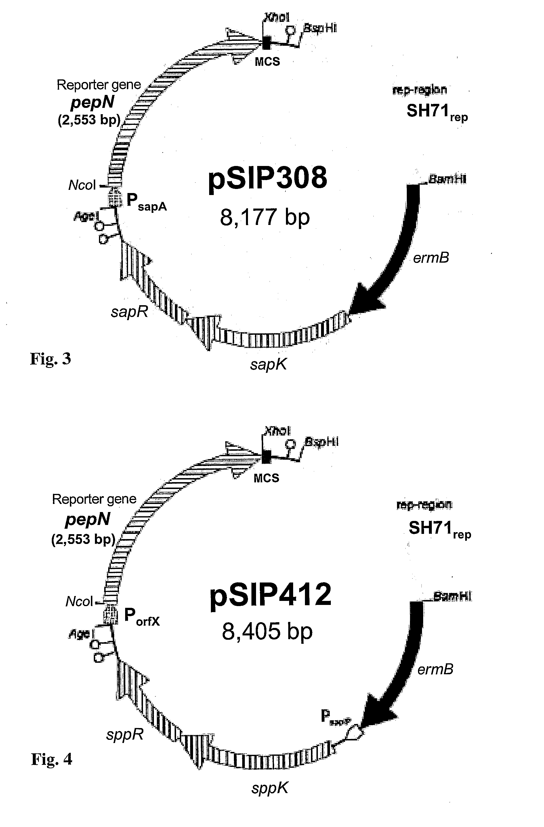 Recombinant lactobacillus and use of the same