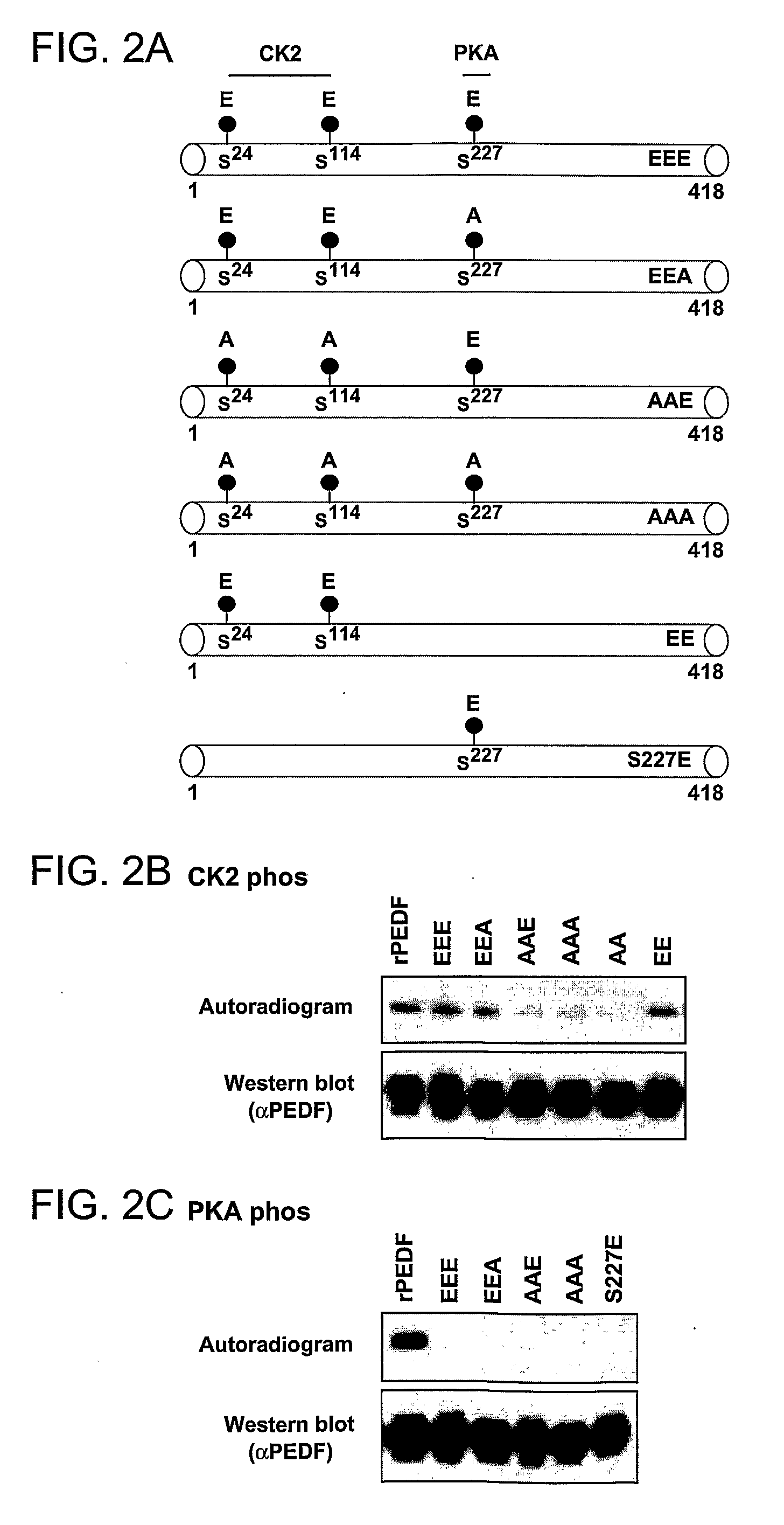 Variants of Pigment Epithelium Derived Factor and Uses Thereof