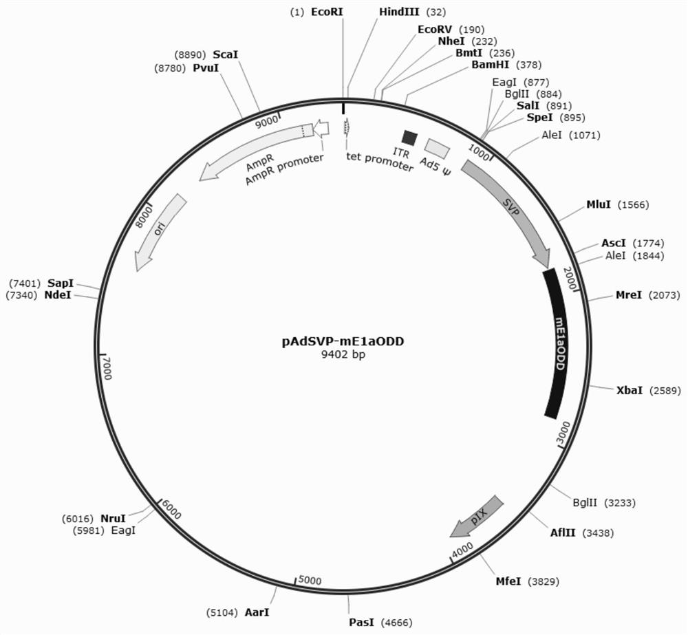 Chimeric broad-spectrum oncolytic adenovirus for multi-mechanism synergistic immunotherapy and application thereof in tumor therapy