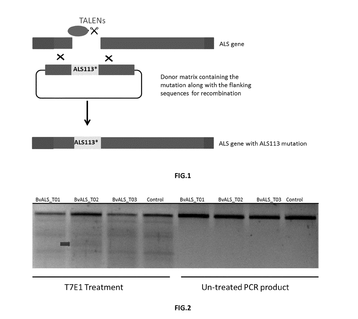 Transformation method of sugar beet protoplasts by talen platform technology