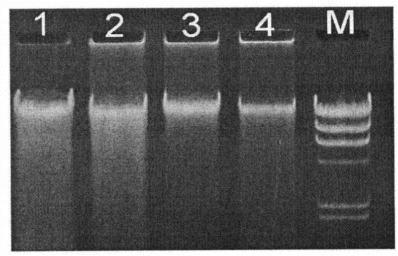 High-efficiency insecticidal fungus and applications thereof