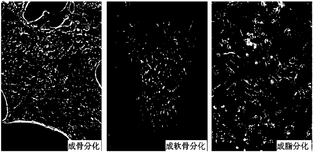 Method capable of enhancing immunoregulation capacity of umbilical cord mesenchymal stem cells