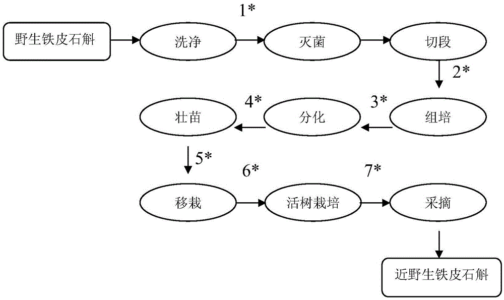 Formula of wild-like fresh Dendrobium officinale extract and preparation method thereof