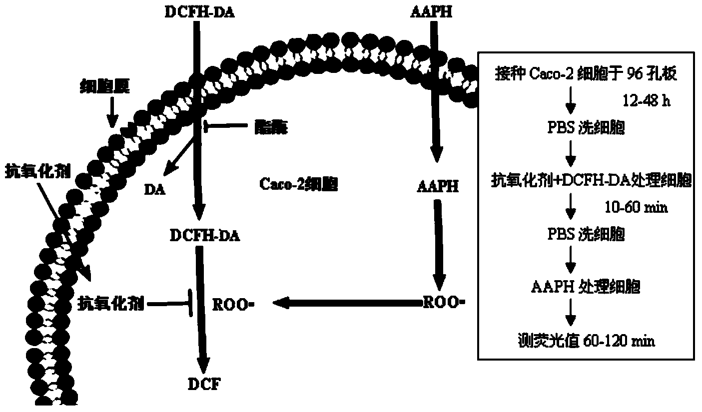 Method for quantitatively evaluating antioxidant activity of antioxidant based on Caco-2 cell model