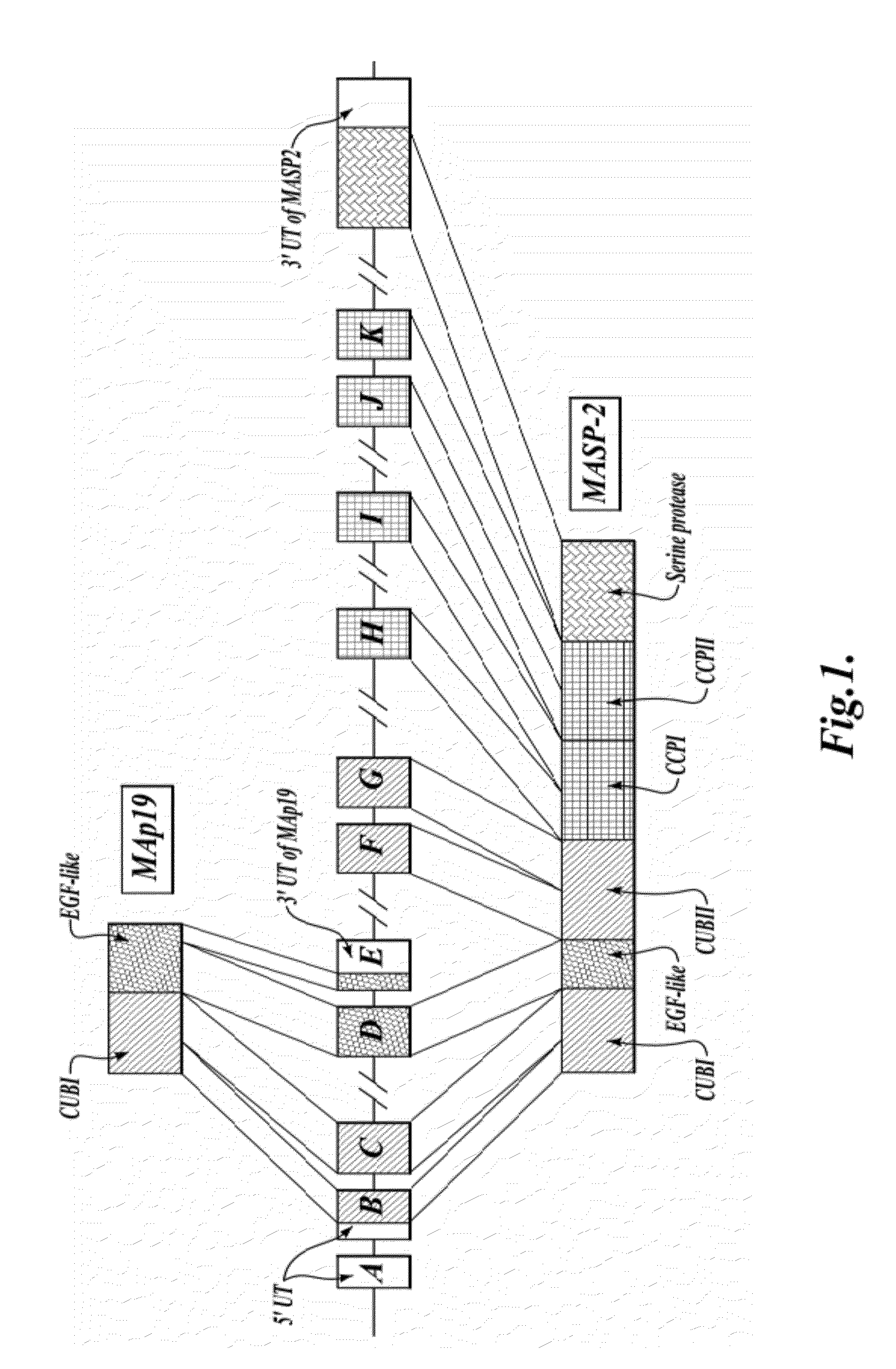 Methods for Treating Conditions Associated with MASP-2 Dependent Complement Activation