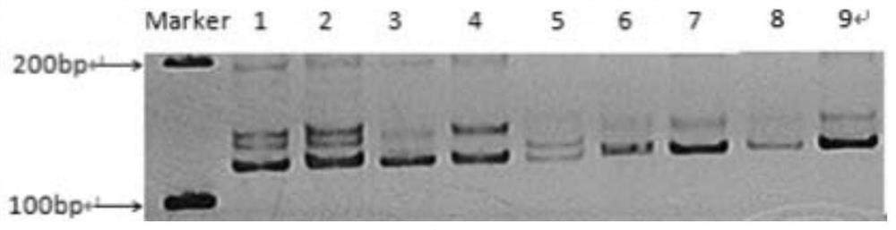 A kind of est-ssr marker specific primer and screening method for the transcriptome sequence of Torreya torreya