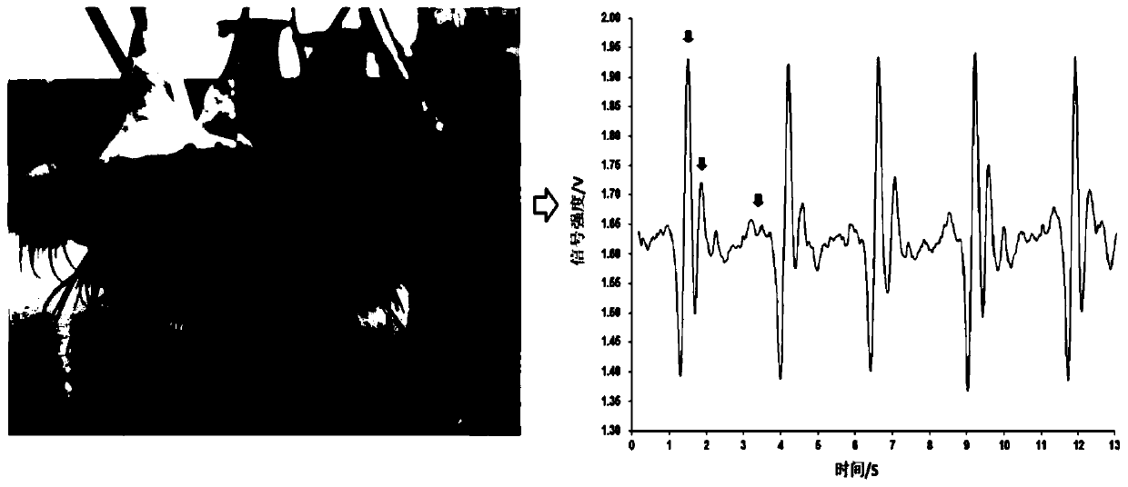 Quick determination method of temperature resistant character indexes ABT of chlamys farreri