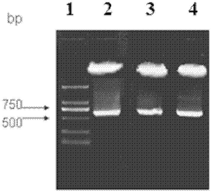 New porcine reproductive and respiratory syndrome virus ORF5 modified gene and application thereof