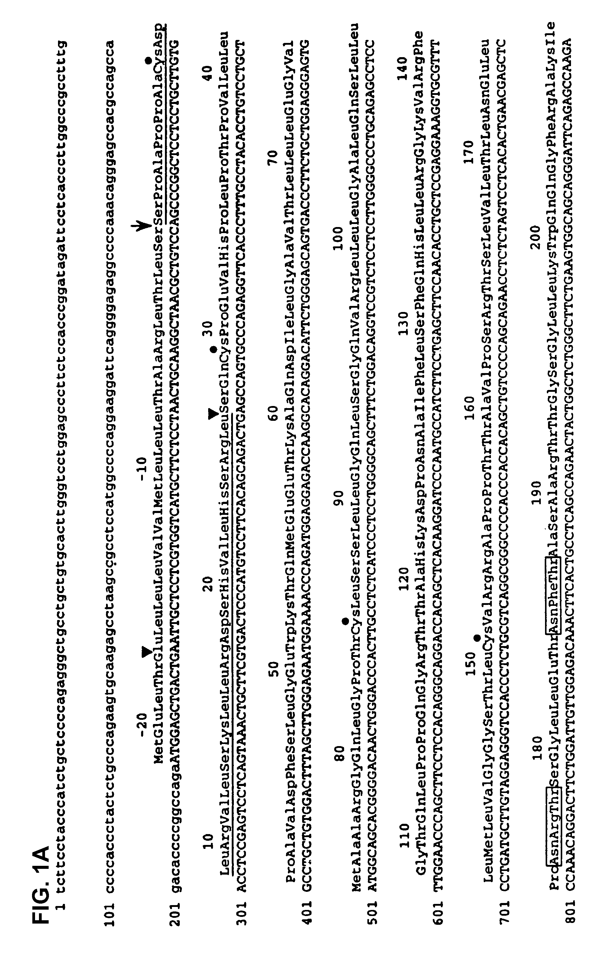 <i>mpl </i>ligand (thrombopoietin), active fragments thereof, and fusion proteins and compositions comprising <i>mpl </i>ligand and other cytokines