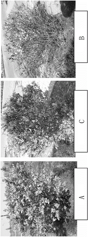 Ecological rehabilitation promoting snow-melting agent and preparation method thereof