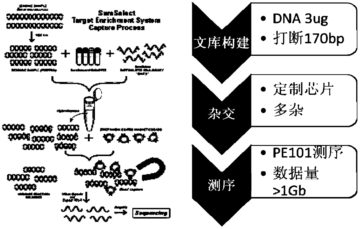 Virus integration site capture sequencing analysis method