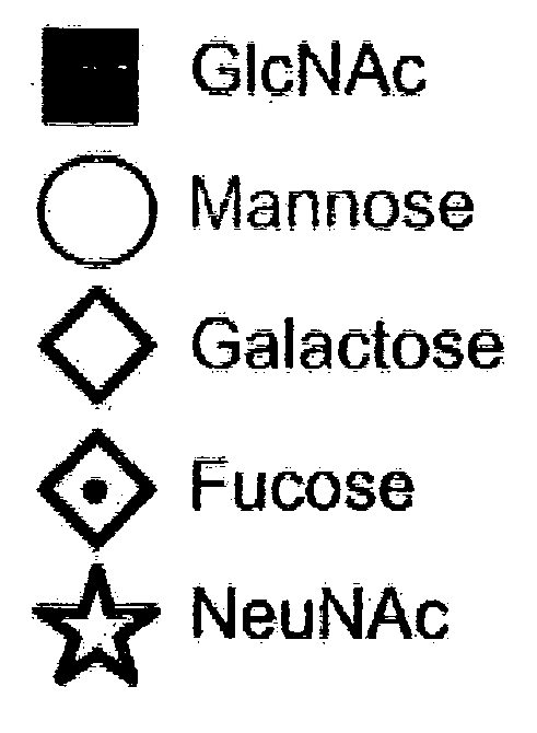 System and method for representing n-linked glycan structures