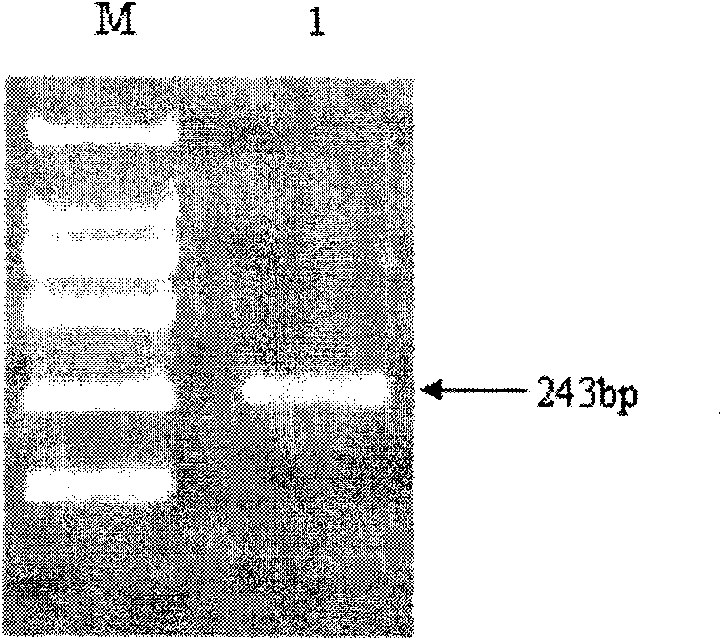 Kit and special primer for detecting H1N1 influenza A virus and target sequence