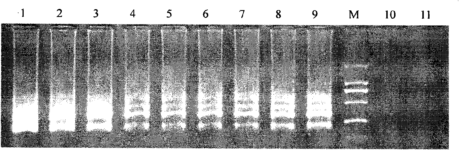 Kit and special primer for detecting H1N1 influenza A virus and target sequence