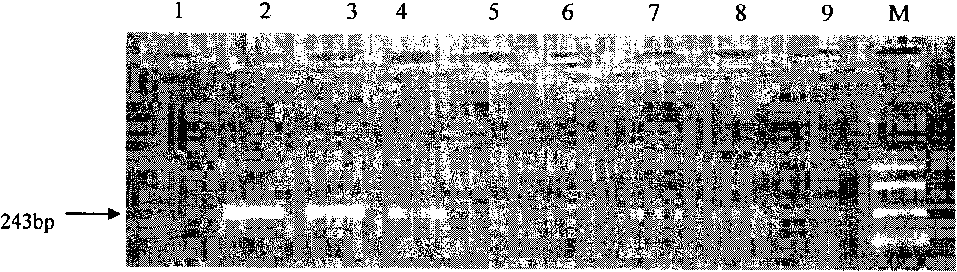 Kit and special primer for detecting H1N1 influenza A virus and target sequence