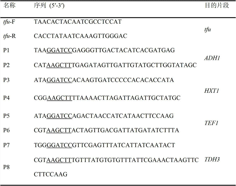 Cutinase gene capable of efficiently producing cutinase and application thereof