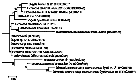 A strain that efficiently degrades aflatoxin b  <sub>1</sub> Escherichia coli cg1061