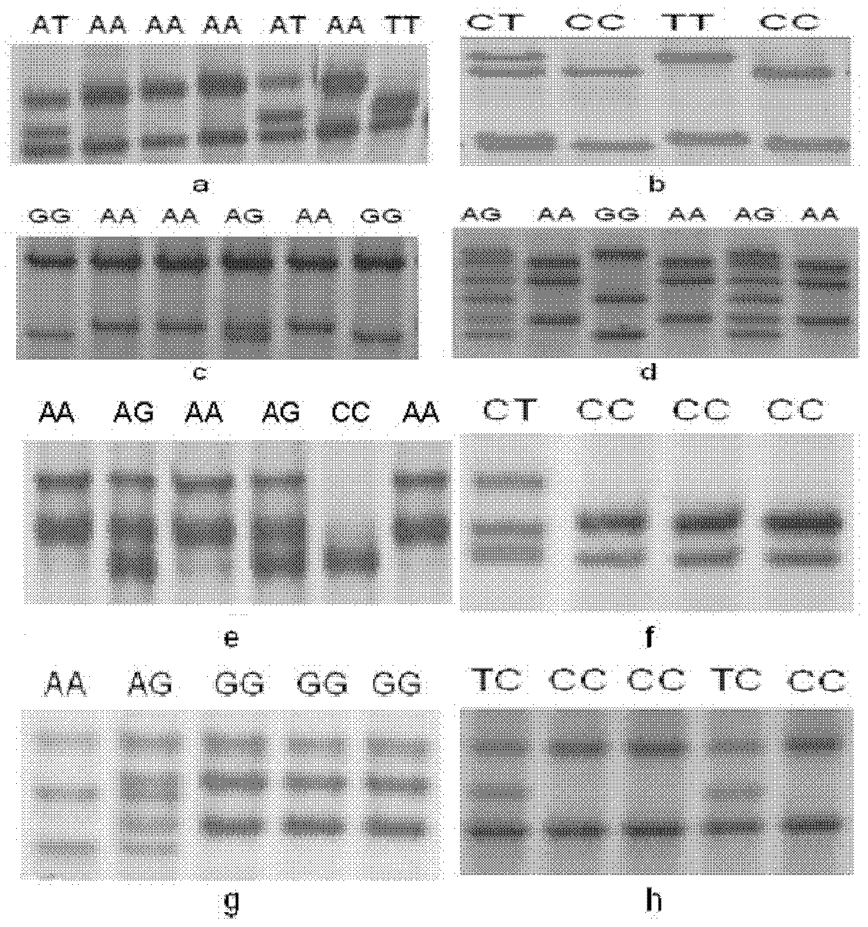 SNP (Single Nucleotide Polymorphism) related to chick carcass trait and application thereof