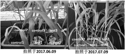 Application of penicillium sclerotiorum in preparation of plant growth regulator or inducer