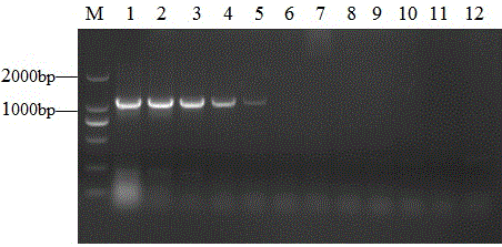 Porcine circovivus loop-mediated isothermal amplification kit and application thereof